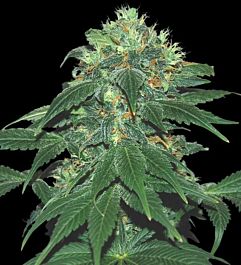 SAMSARA Punky Lion Feminized