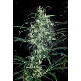 CannaBioGen Punta Rosa Regular Seeds - Limited edition