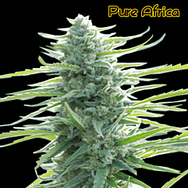 Original Sensible Seeds Pure Africa Feminized
