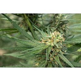 710 Pure Jack Feminized