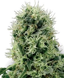 White Label Pure Power Plant Feminized