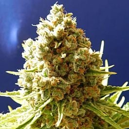 Original Sensible Seeds Pure Kush Feminized
