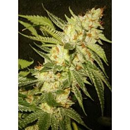 California Breeders Association Pure Truth Regular
