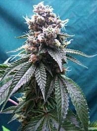 California Breeders Association Pure Truthband Regular