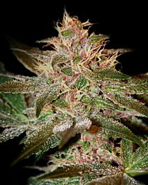 Green House Company Pure Kush Feminised