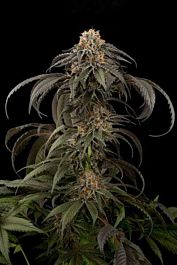 Dinafem Purple Afghan Kush Feminized