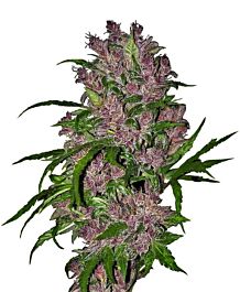 White Label Purple Bud Automatic Feminized