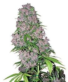 White Label Purple Bud Feminized