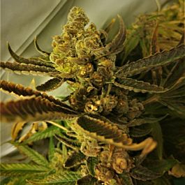 Purple Caper Seeds Chocolate Chip Cookie Regular
