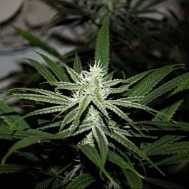 Purple Caper Seeds GG BX Regular