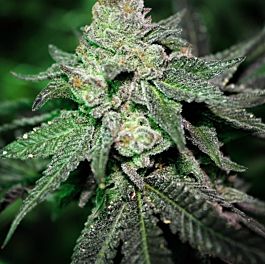Purple Caper Seeds Grand Caper Regular
