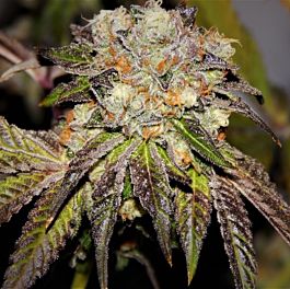 Purple Caper Seeds Grandma's Batch Regular