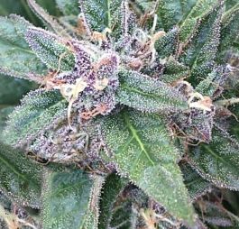 Purple Caper Seeds Grape OG Regular