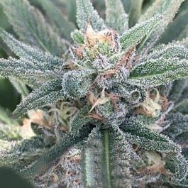 Purple Caper Seeds Purple Caper OG Regular