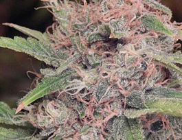 Purple Caper Seeds Purple Caper Regular