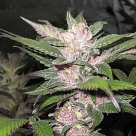 Cali Connection Purple Chem Feminised