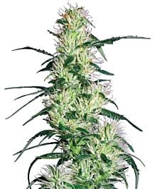 White Label Purple Haze Feminized