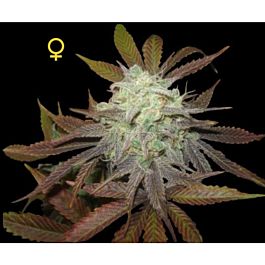 DNA Genetics Limited Collection Purple LA Feminized