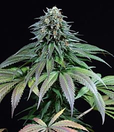 Dinafem Purple Moby Dick Feminized