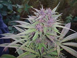 Female Seeds Purple Power Feminised