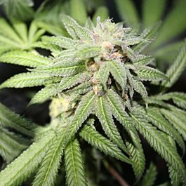 Purple Caper Seeds Purple Punch BX Regular