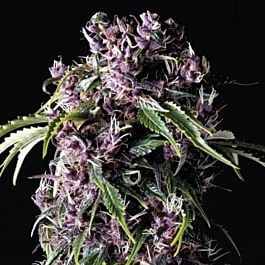 Pyramid Seeds Purple Feminzed