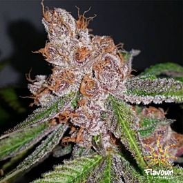 Flavour Chasers Purple Urkle Feminized