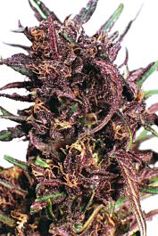 Dutch Passion Purple #1 Regular