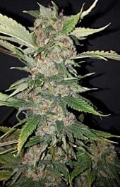 Cali Connection Purple Crack Feminized