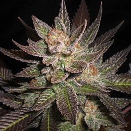 G13 Labs Purple Haze Feminized