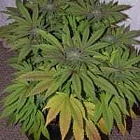 Reeferman Seeds Purple Congo Kush Feminised