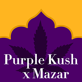 Purple Kush x Mazar Feminized