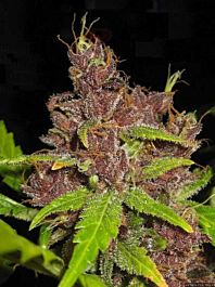 Joint Doctor - Lowryder Seeds Purple Ryder Autoflowering Regular