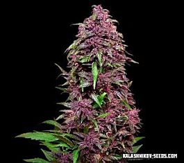 Kalashnikov Seeds Purple Mazar Auto Feminized