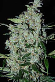 CannaBioGen Purple Mexican Feminized