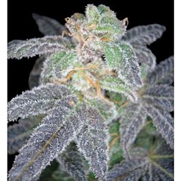 Reserva Privada Purple OG #18 Feminized Seeds 