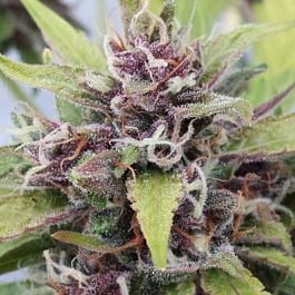 Joint Doctor - Lowryder Seeds Purple Ryder Autoflowering Feminised