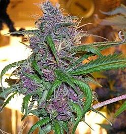 Apothecary Genetics Purple Wave Regular