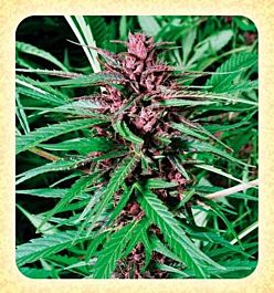 De Sjamaan Seeds Purple Widow Regular