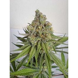 Reserva Privada Purple Wreck Feminised
