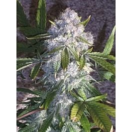 Reserva Privada Purple Wreck Regular