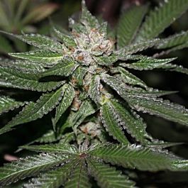 Purple Caper Seeds Key Lime Pie Regular