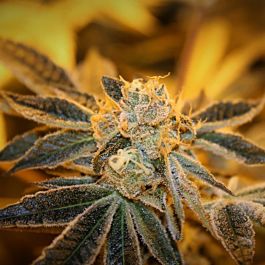 Purple Caper Seeds Sherbert BX Regular