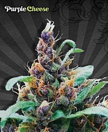 Auto Seeds Purple Stilton Automatic Feminized