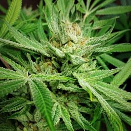 Grand Daddy Purp Genetics Purple Dream Regular
