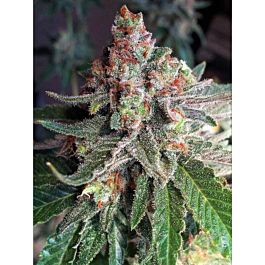 Critical Mass Collective Purple Skunk Mass Feminized