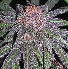 Grand Daddy Purp Genetics Purple Wreck Regular Seeds 