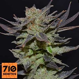 710 Purps Feminized