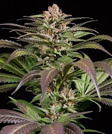 Dinafem Purps #1 Feminized