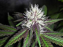 BC Bud Depot The Purps Feminized